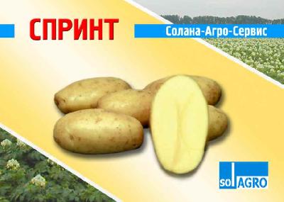 Спринт